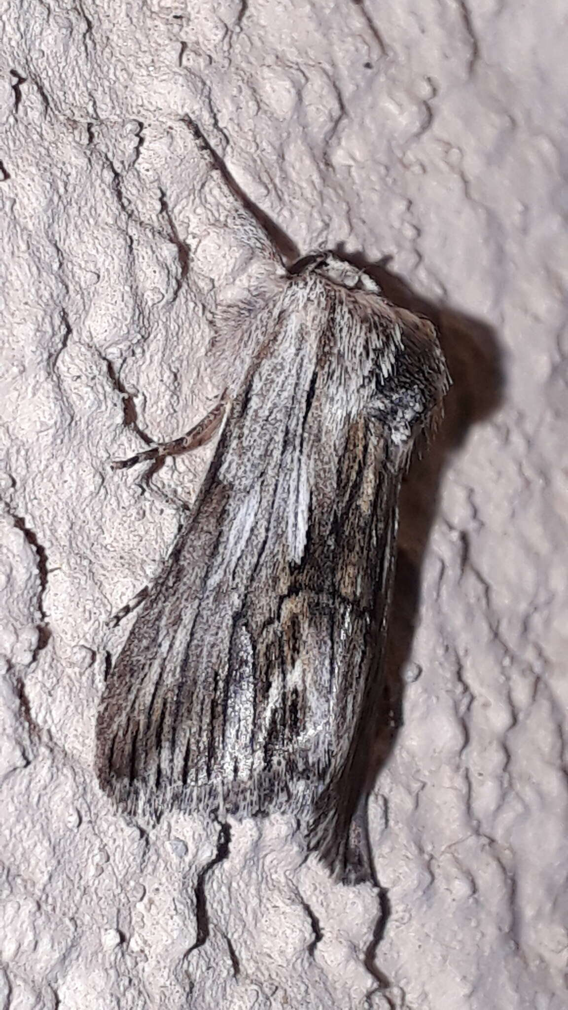 Image of Calophasia platyptera Esper 1788
