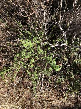 Image of straggly gooseberry