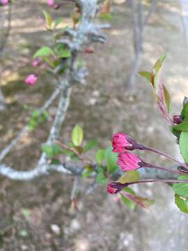 Слика од Malus halliana Koehne