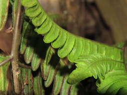 Sivun Pteris minor (Hieron.) Y. S. Chao kuva