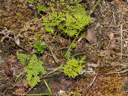 Image of Cryptogramma brunoniana Wall.