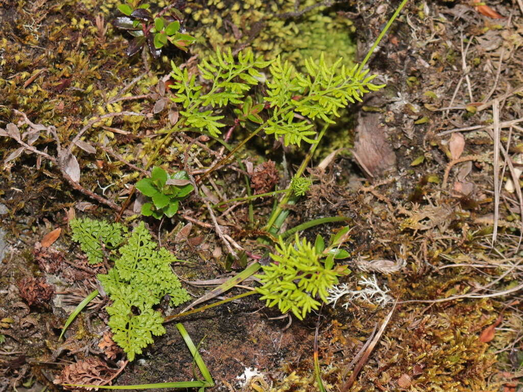 Sivun Cryptogramma brunoniana Wall. kuva