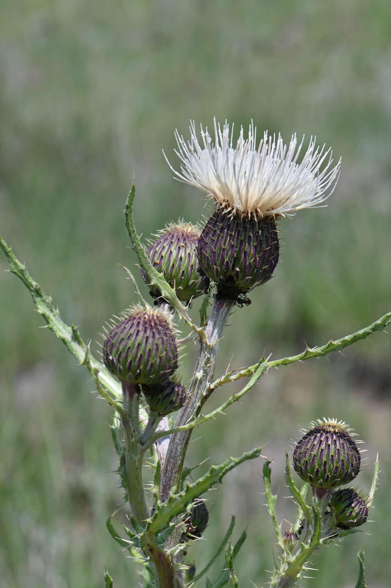 Image of prairie thistle