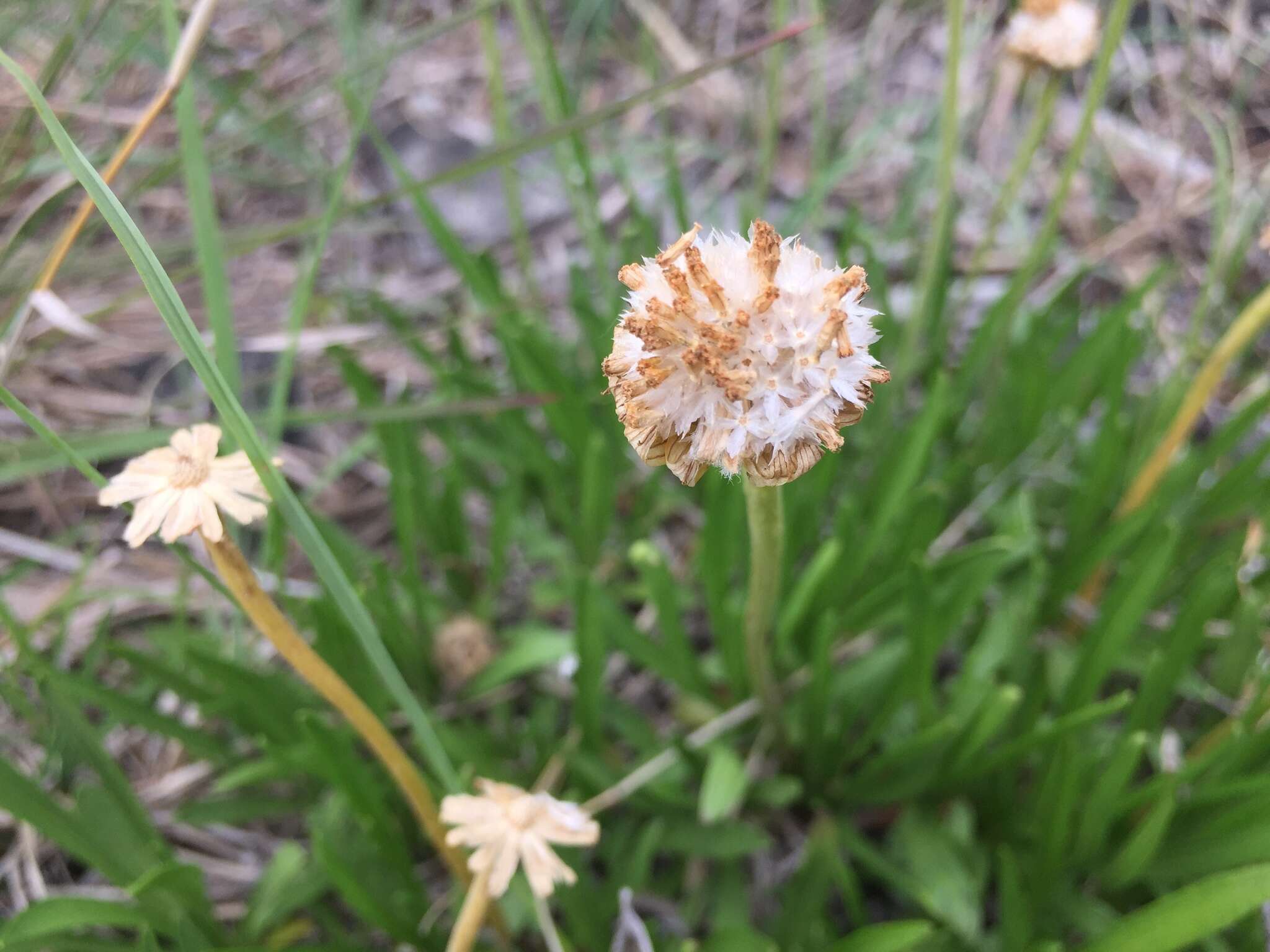 Sivun Tetraneuris herbacea Greene kuva