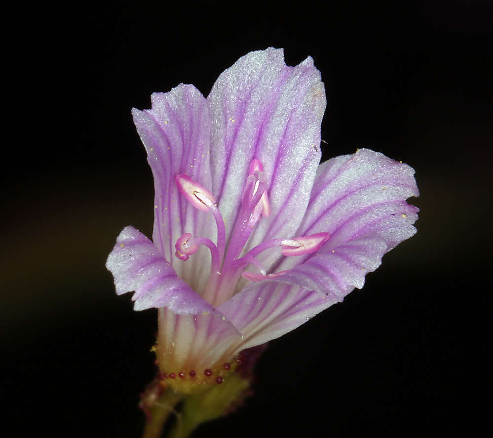 Image of Congdon's lewisia