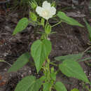 Hibiscus rhabdotospermus Garcke的圖片