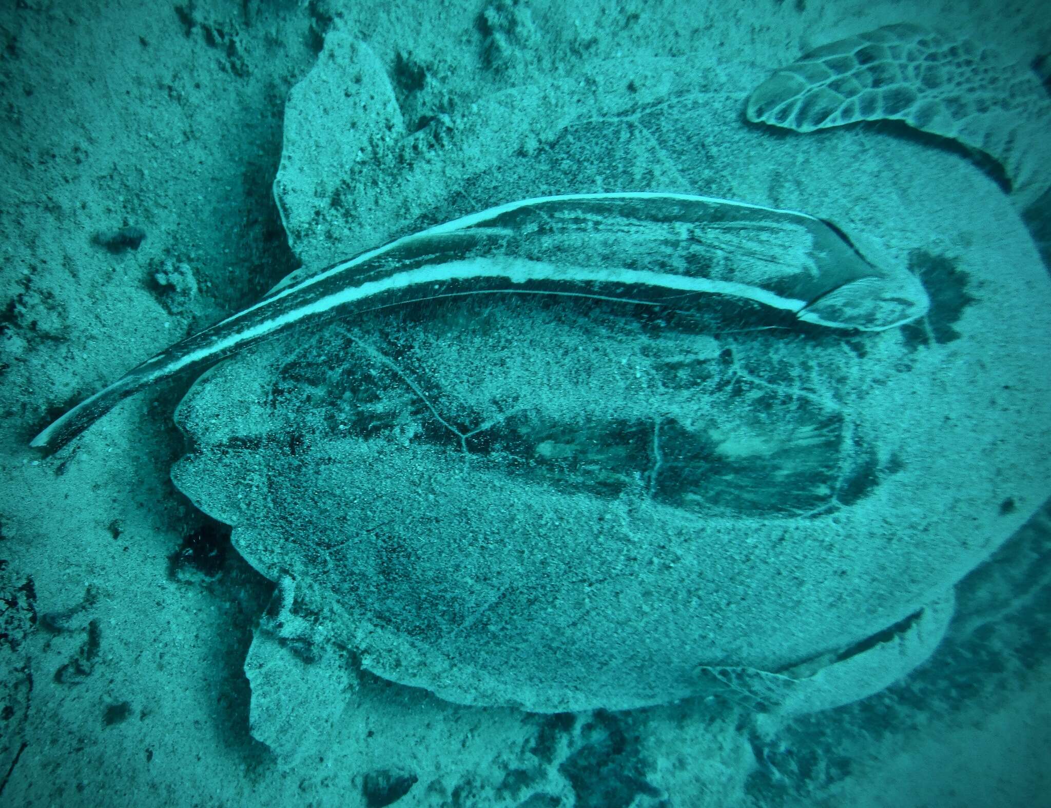 Image of Remora