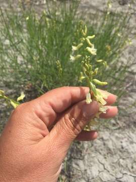 Image of rushy milkvetch