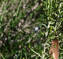 Image de Austroargiolestes calcaris (Fraser 1958)