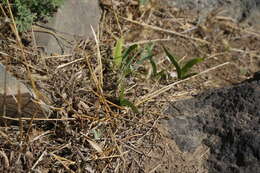 Image of Iris dichotoma Pall.