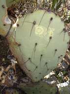 Plancia ëd Opuntia chlorotic ringspot virus