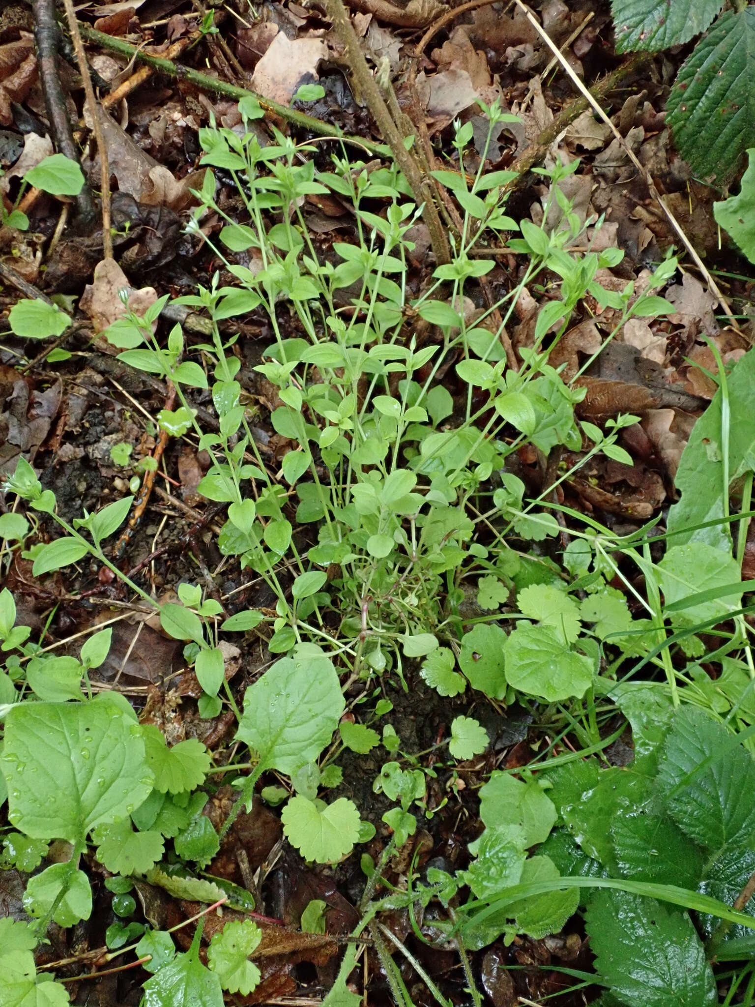 Слика од Moehringia trinervia (L.) Clairv.