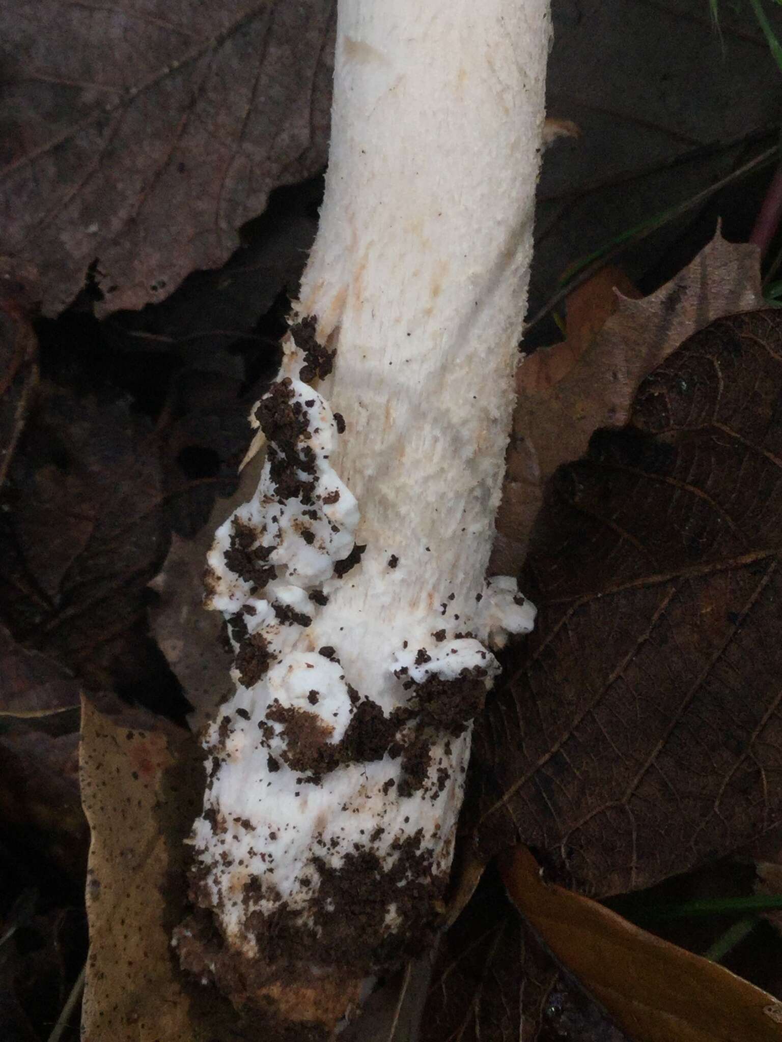 Image of Amanita arocheae Tulloss, Ovrebo & Halling 1992