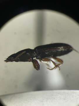 Image of Ground beetle