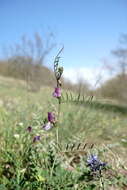 Image of wandering vetch