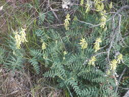 Image of hillside milkvetch