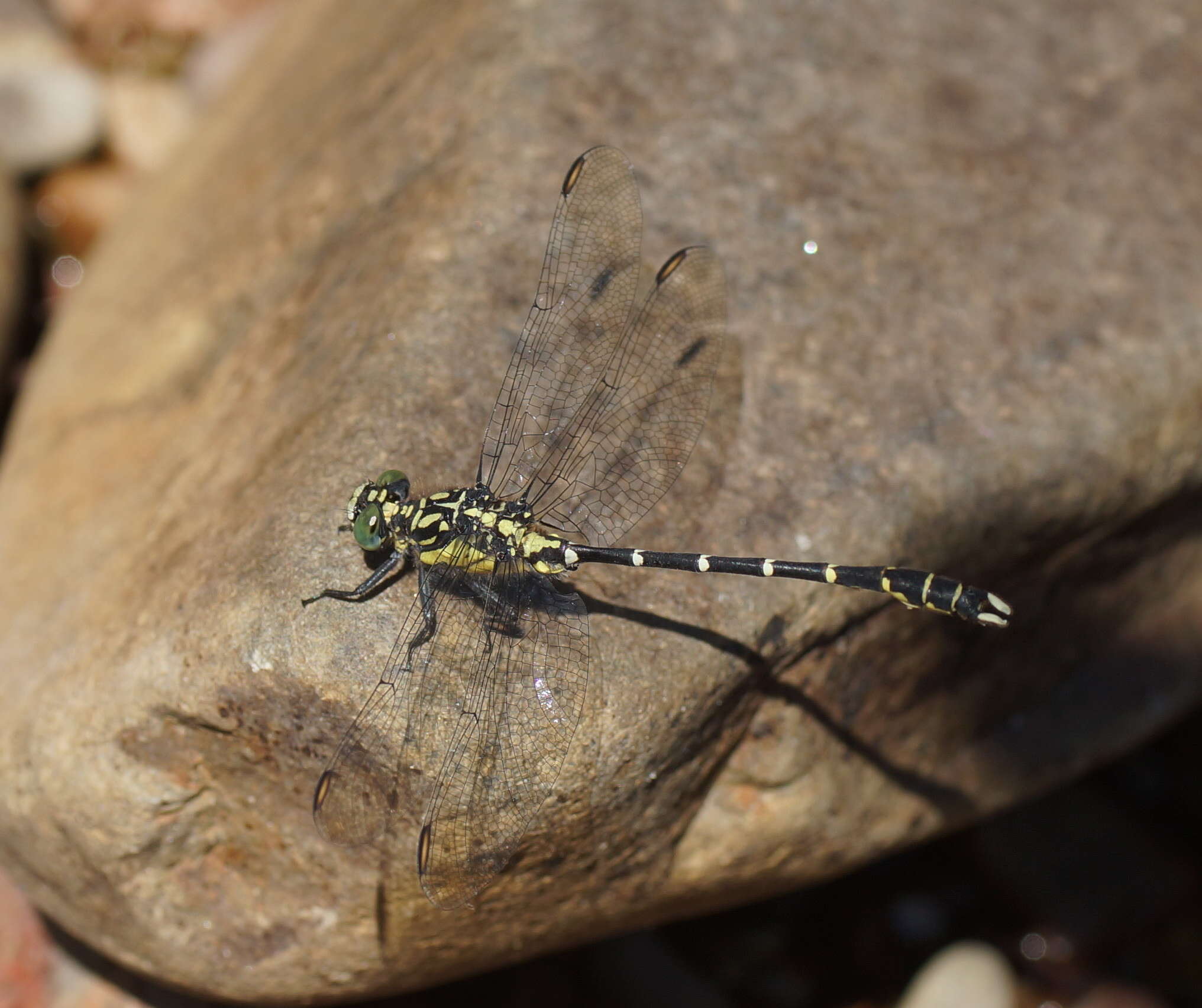 Image of Hemigomphus gouldii (Selys 1854)