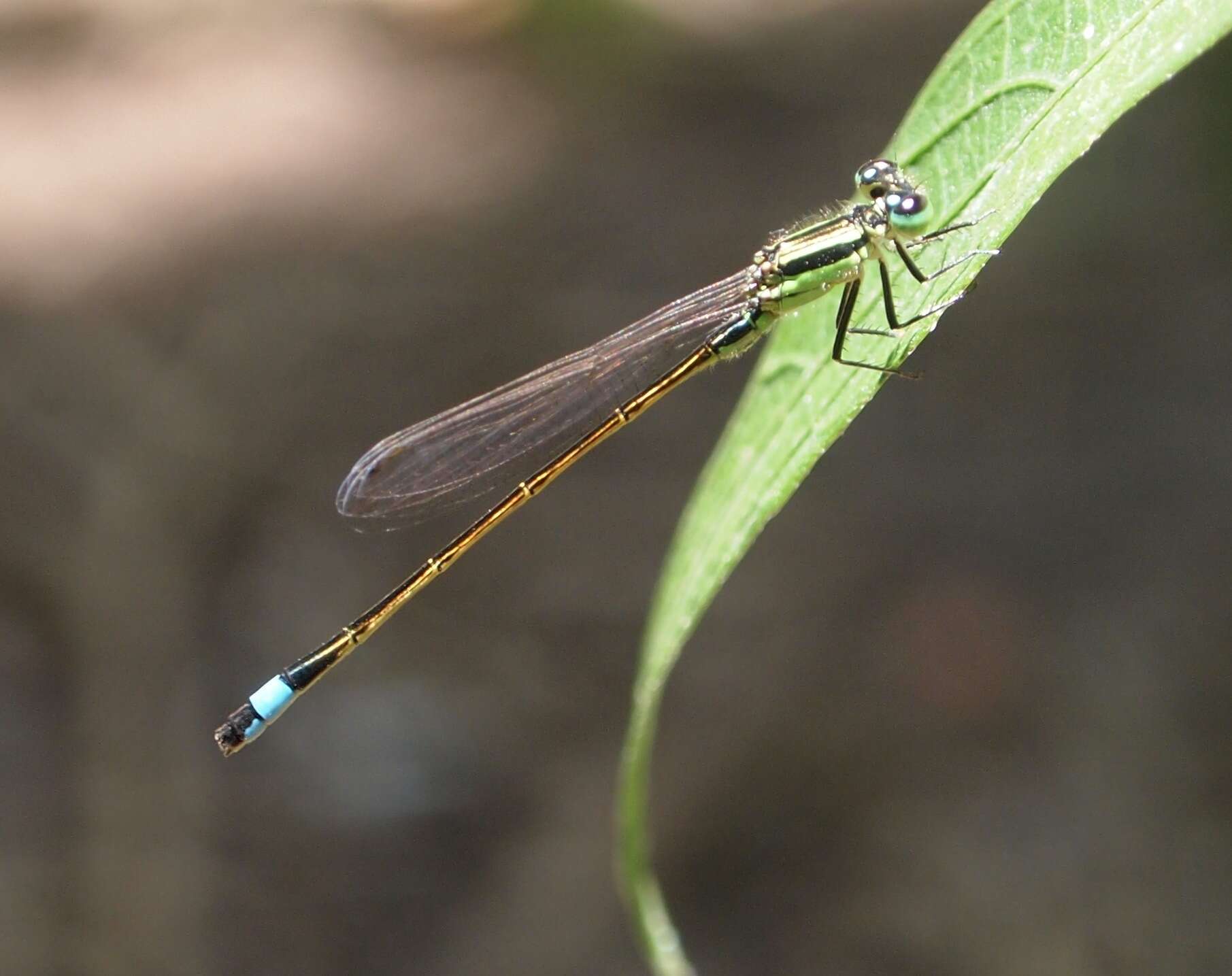 Image of Rambur's Forktail