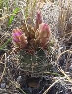 Image of Colorado hookless cactus