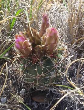 Image of Colorado hookless cactus