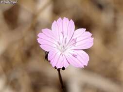 Image of Dianthus strictus Banks & Solander