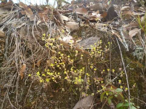 Image of Sedum clausenii E. Perez-Calix