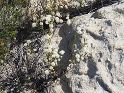 Image of Agathosma esterhuyseniae Pillans