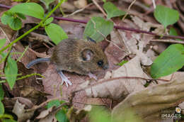 Imagem de Peromyscus gratus Merriam 1898