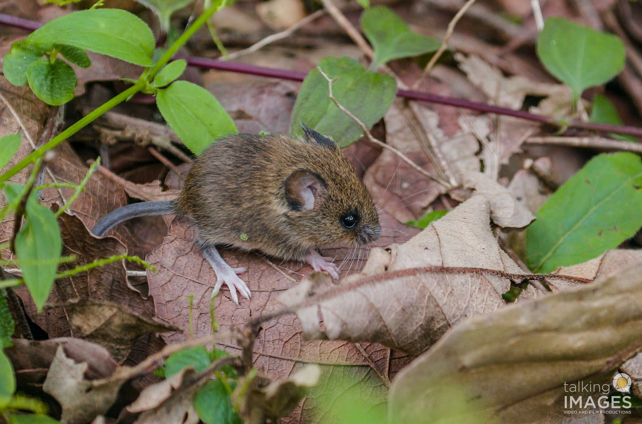 Image of Peromyscus gratus Merriam 1898