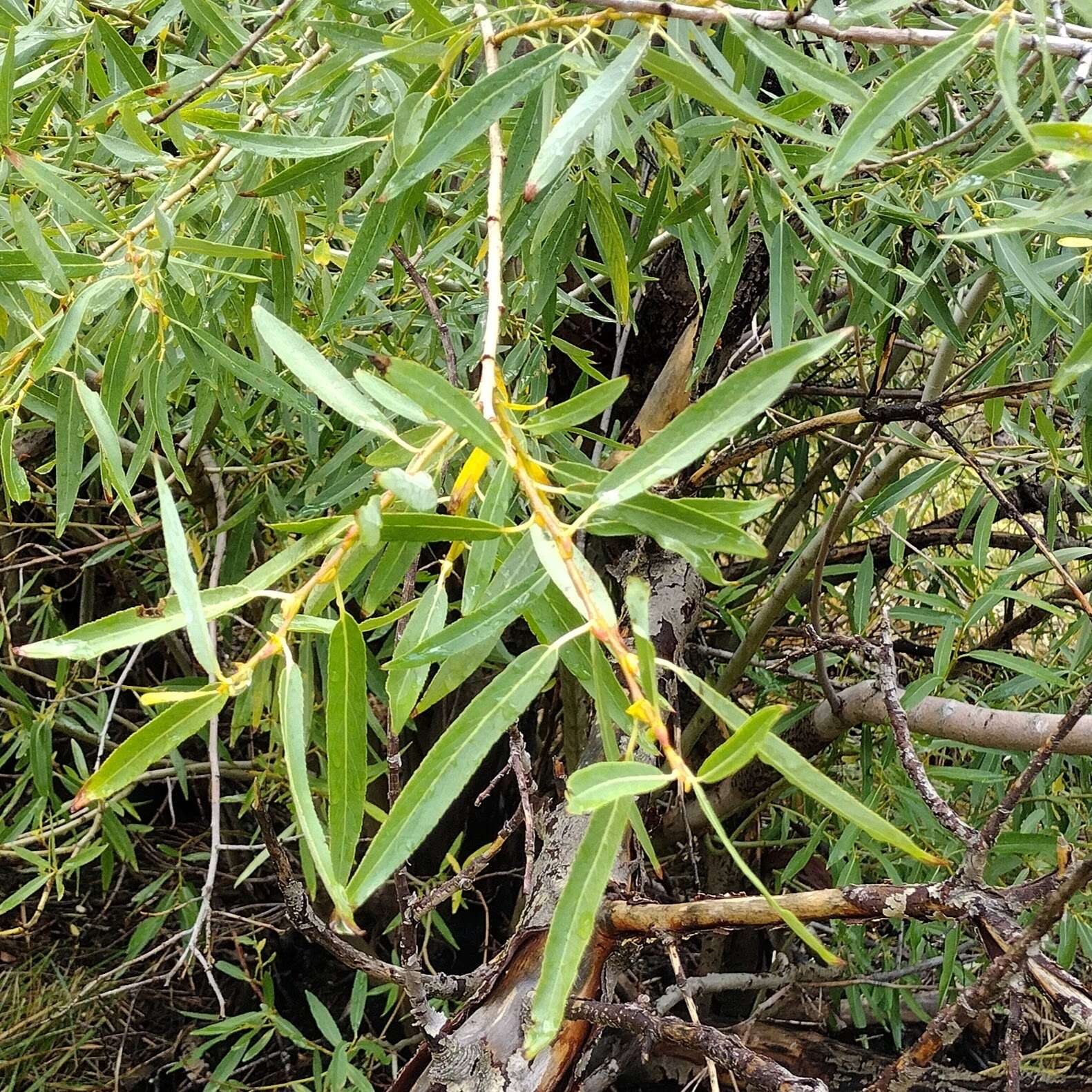 Image of yellow willow