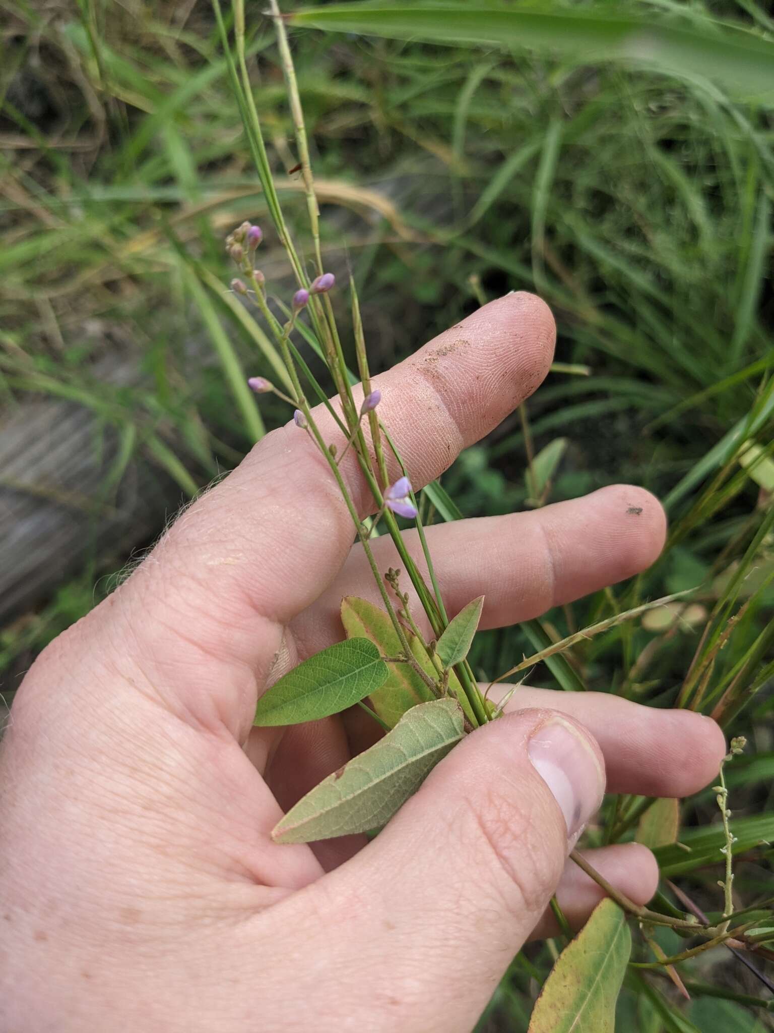 Image of simpleleaf ticktrefoil