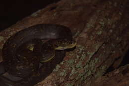 Imagem de Malayopython timoriensis (W. C. H. Peters 1876)