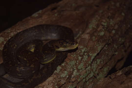 Image of Timor Python