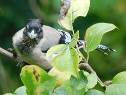 Image of Black-headed Jay