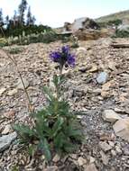 Image de Phacelia lyallii (A. Gray) Rydb.