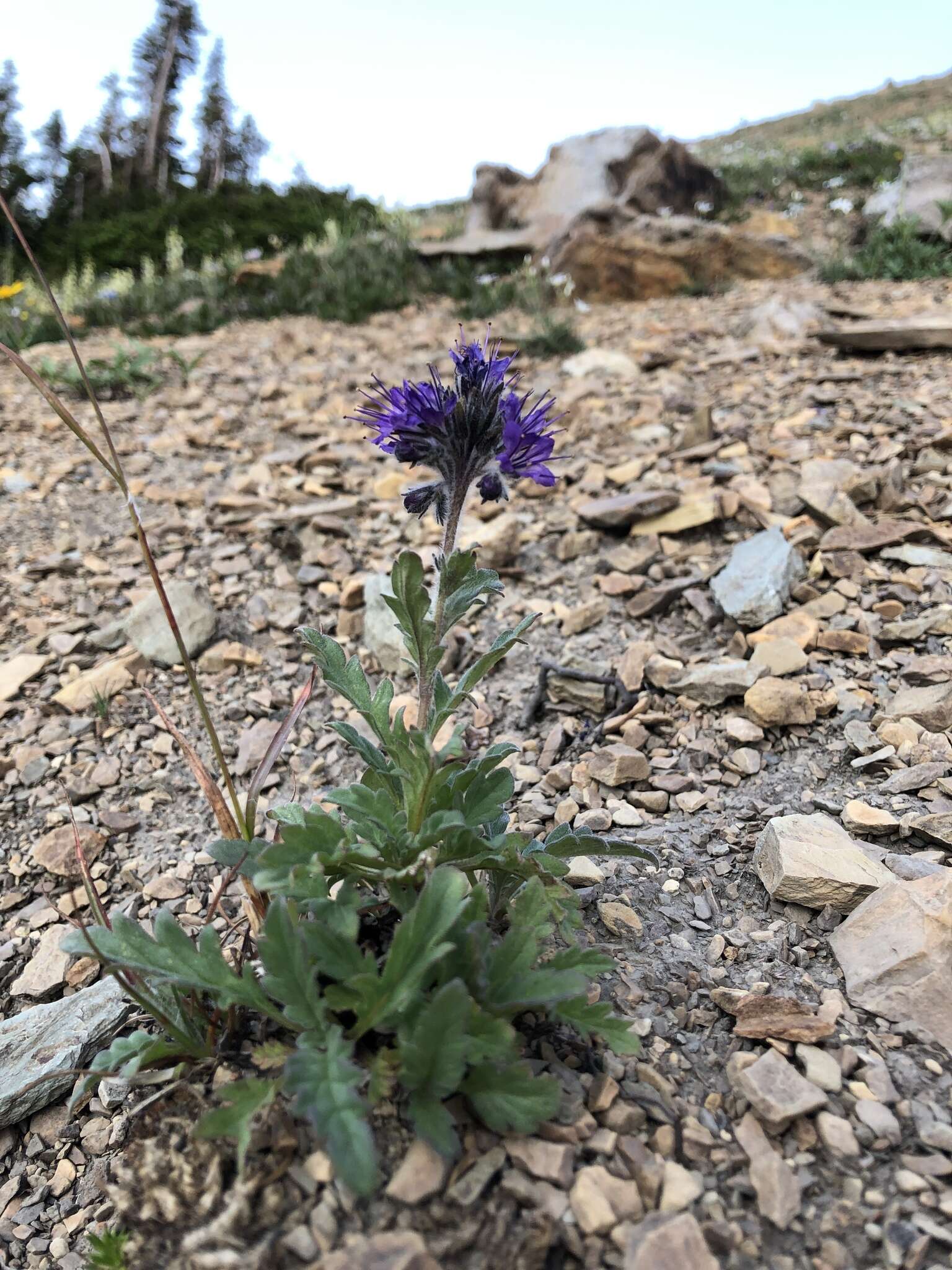 Image de Phacelia lyallii (A. Gray) Rydb.