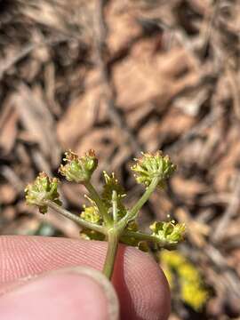 Image of purple springparsley