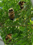 Image of Tawny-browed Owl