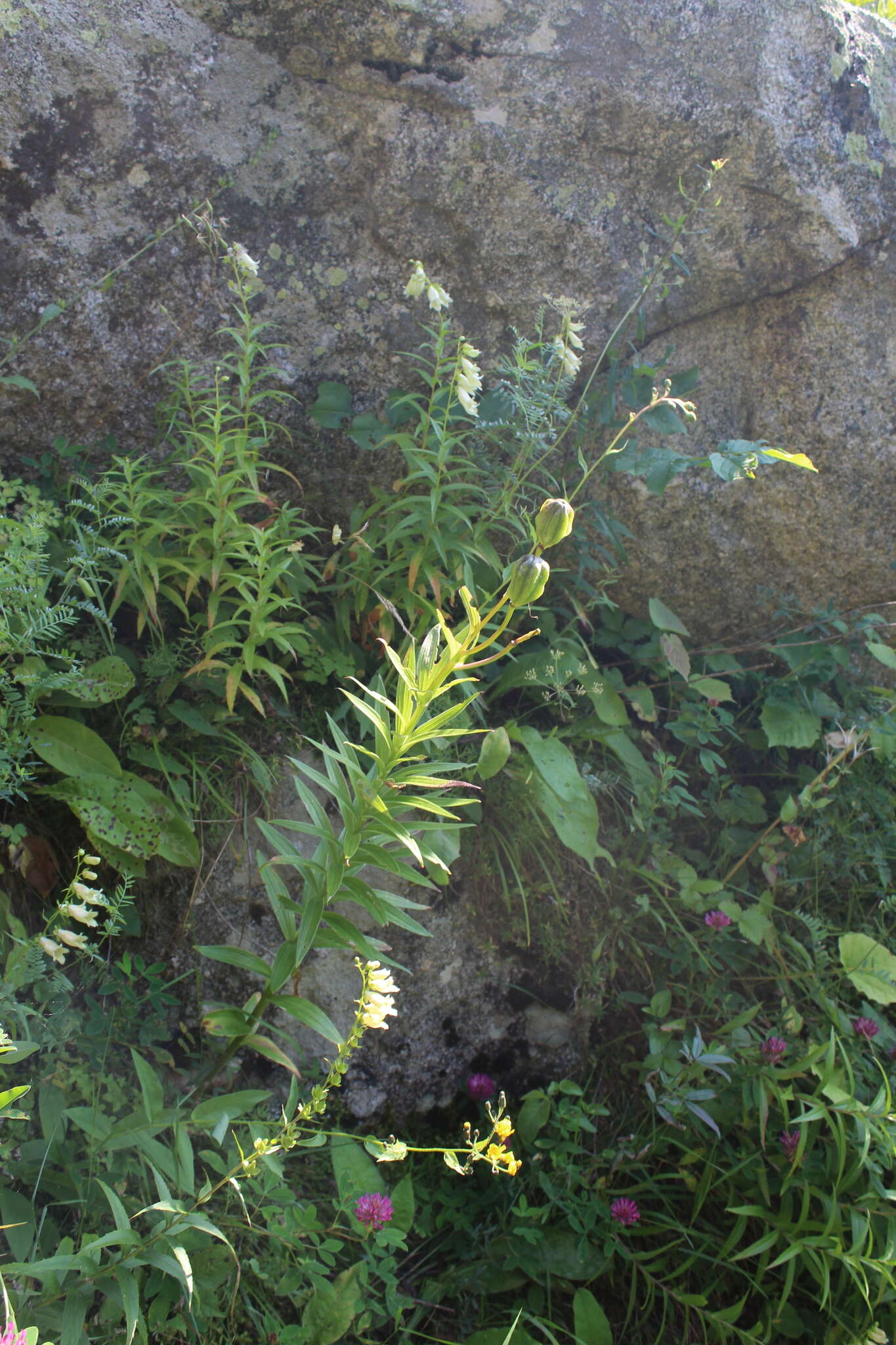 Image of Lilium monadelphum M. Bieb.