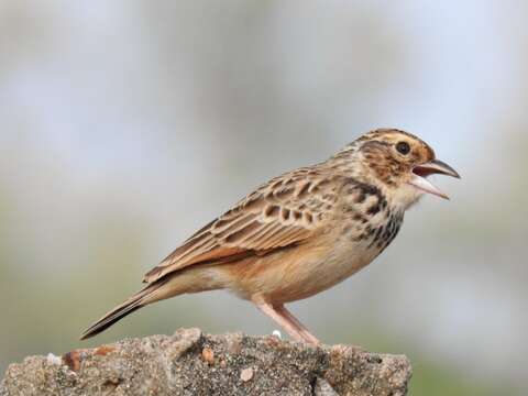 Image of Indian Bush Lark