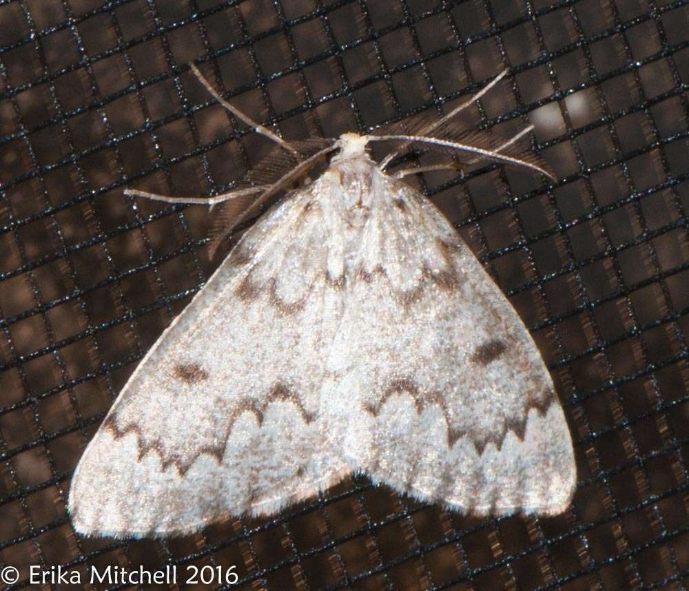 Image of False Hemlock Looper