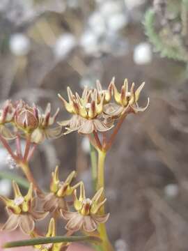 Image of Asclepias brevipes (Schltr.) Schltr.