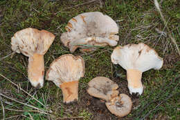 Image de Lactifluus clarkeae (Cleland) Verbeken 2012