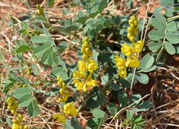 Image of Senna italica subsp. arachoides (Burch.) Lock