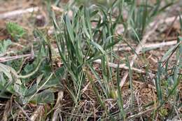 Image of Slender Sternbergia