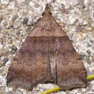 Image of Ambiguous Moth