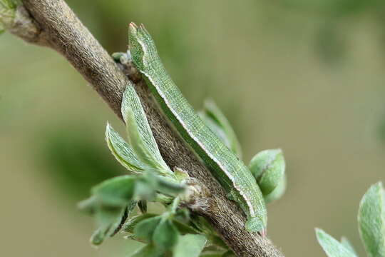 Image of grass emerald