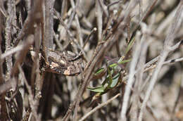 Image of Many-horned adder