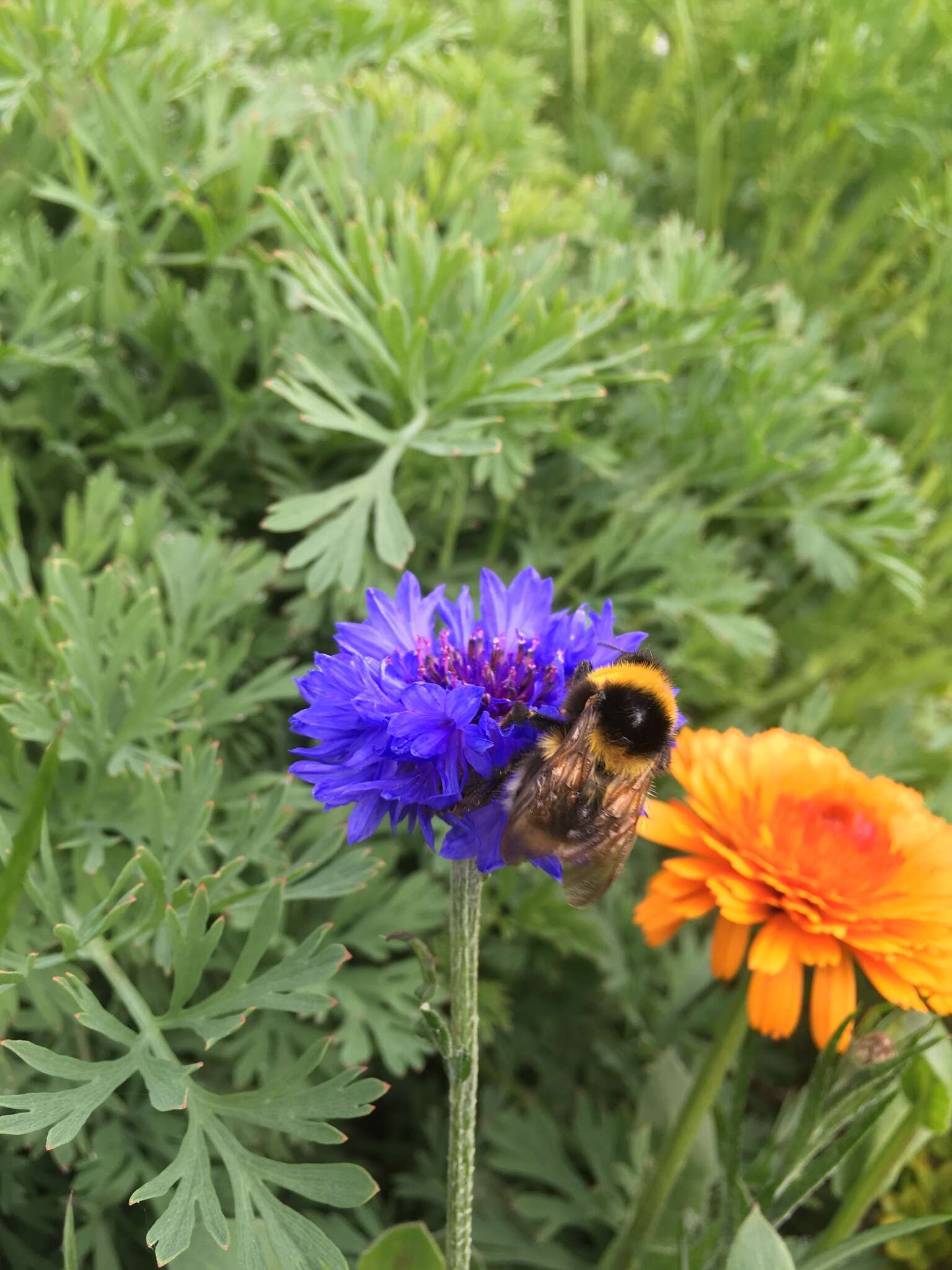 Plancia ëd Bombus hortorum (Linnaeus 1761)