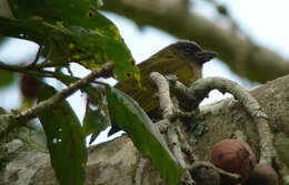 Image of Green Barbet